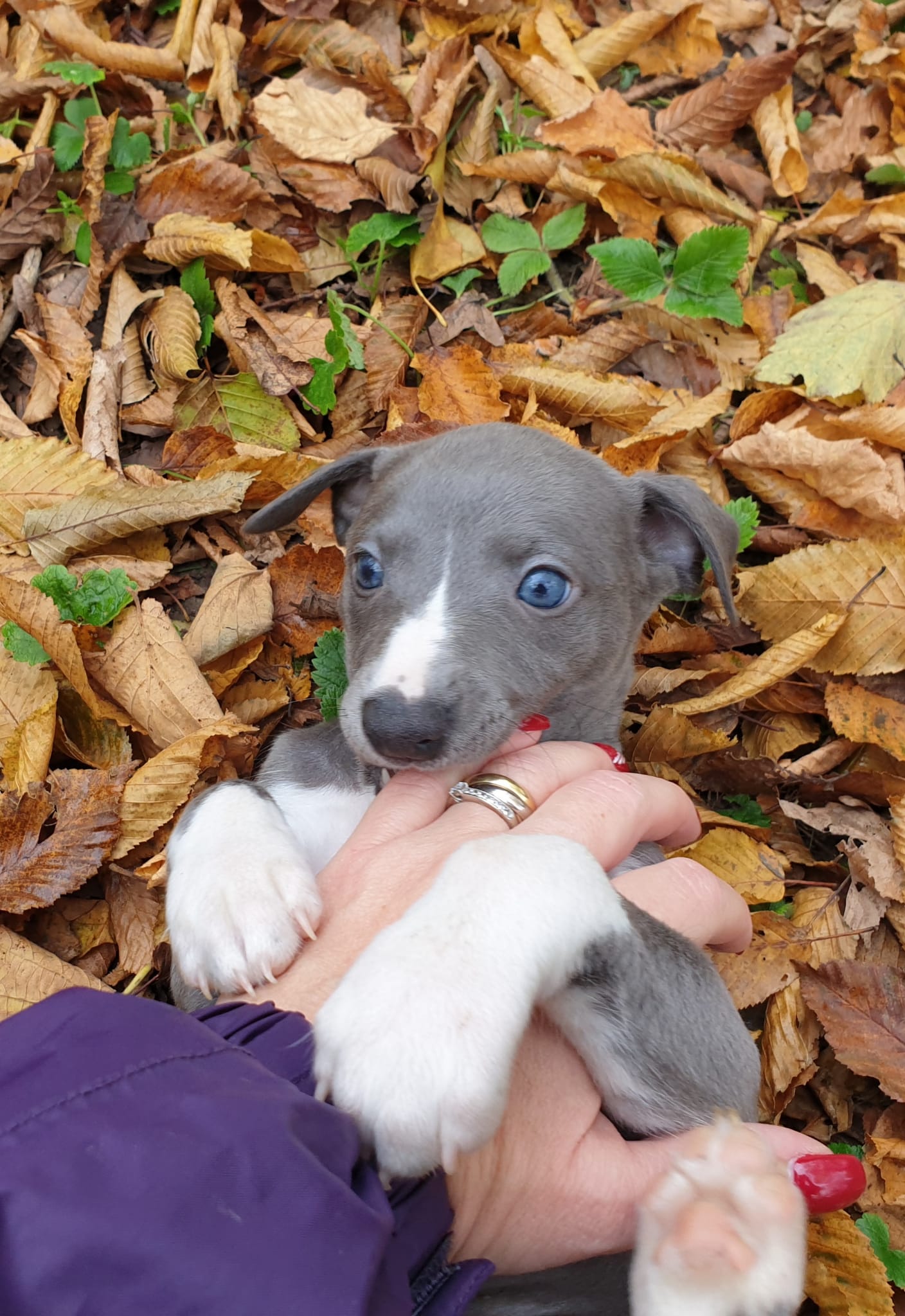 WhatsApp Image 2020-11-08 at 16.22.10